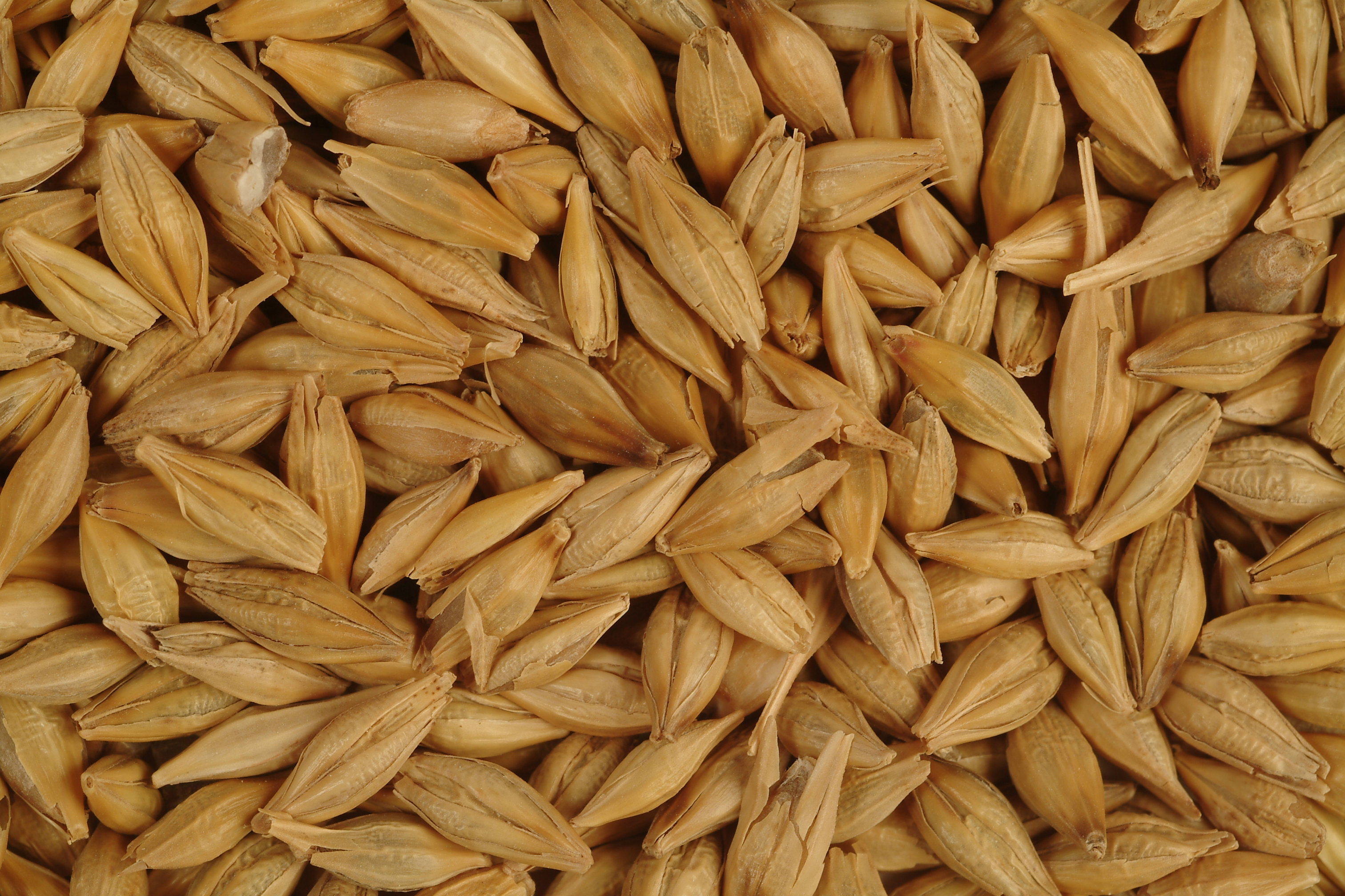 JEČMEN KRMNÝ - zrno 50kg  (Tento produkt lze zaslat přepravní službou DPD a PPL POUZE s příplatkem + 300,-Kč k dopravě a nebo přepravou na paletách, kdy Vás o výši za dopravu budeme informovat individuálně.)